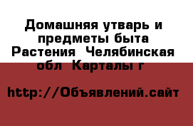 Домашняя утварь и предметы быта Растения. Челябинская обл.,Карталы г.